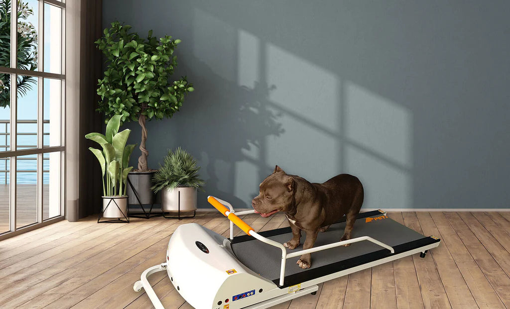 GoPet - PetRun RP720F Treadmill for Dogs up to 132 lbs