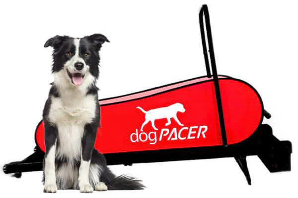 dogPACER  - Folding Dog Treadmill - LF 3.1
