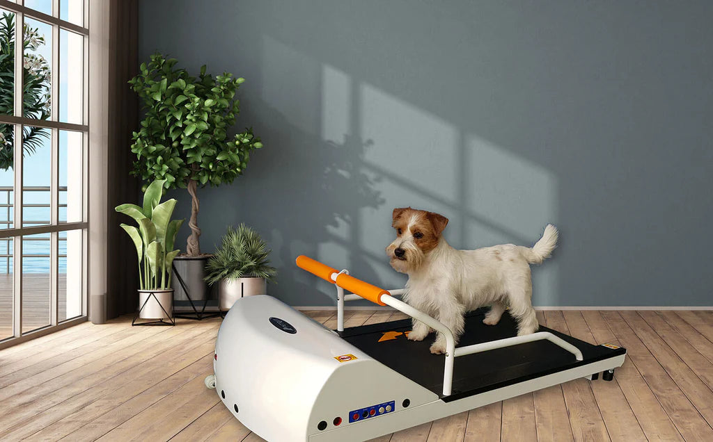 GoPet - PetRun RP700 Treadmill for Small Dogs up to 44 lbs